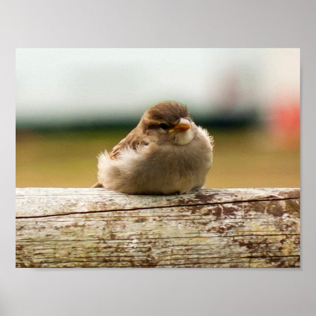 Póster Cute Baby Sparrow Bird Photo (Frente)