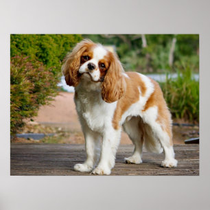 Póster Cute Blenheim Cavalier King Charles Spaniel Puppy