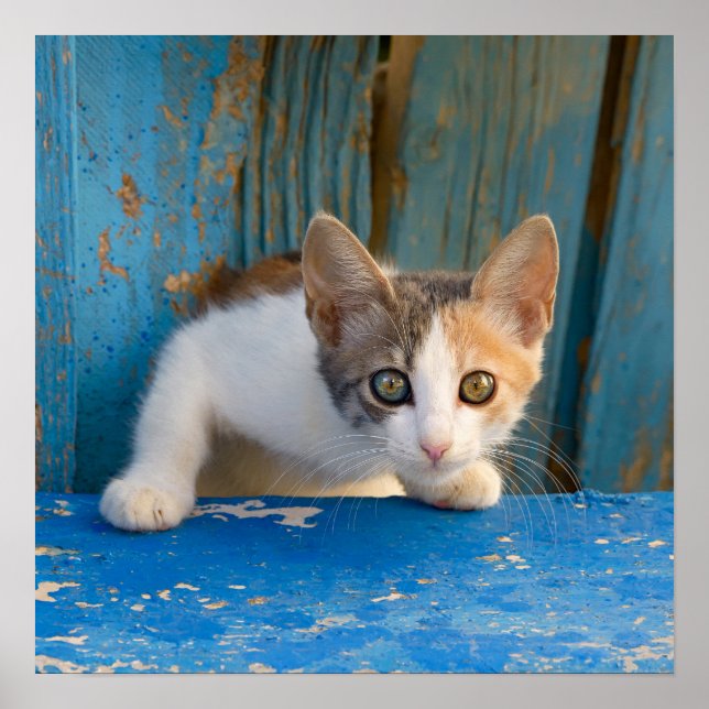 Póster Cute Calico Cat Kitten Graciosa Curiosa Ojos Foto. (Frente)