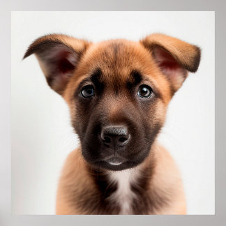Póster Cute cartel de cachorro de raza Malinois Belga