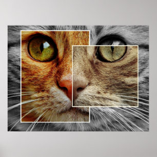 Póster Cute Cat Face Collage Poster
