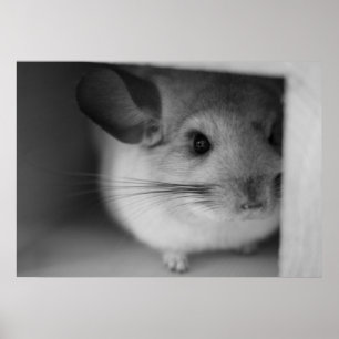 Póster Cute Chinchilla