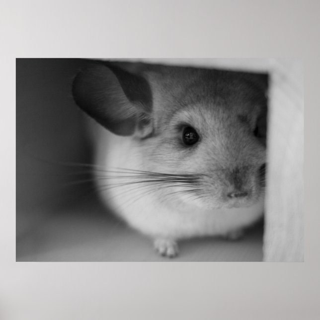Póster Cute Chinchilla (Frente)