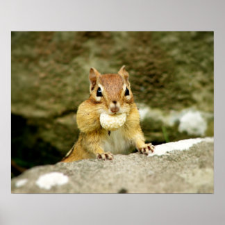 Póster Cute Chipmunk con tratamiento grande