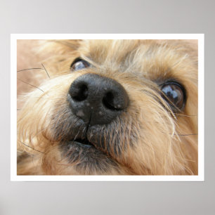 Póster Cute Close-up Photograph of Yorkie Face