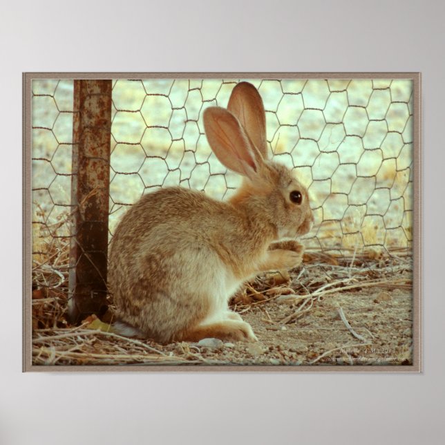 Póster Cute Cottontail Bunny (Frente)