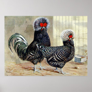 Póster Cute Country rooster cuando poster de cocina vinta