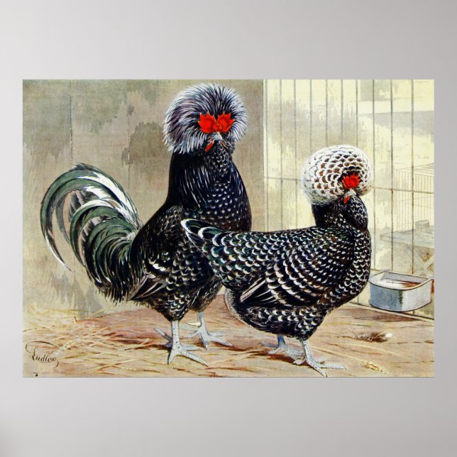 Póster Cute Country rooster cuando poster de cocina vinta (Frente)