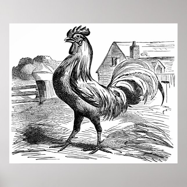 Póster Cute Country vintage rooster poster (Frente)