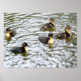 Póster Cute Ducklings Swimming