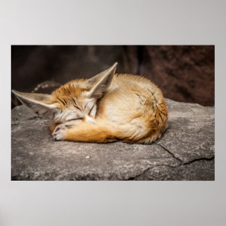 Póster Cute Fennec Fox