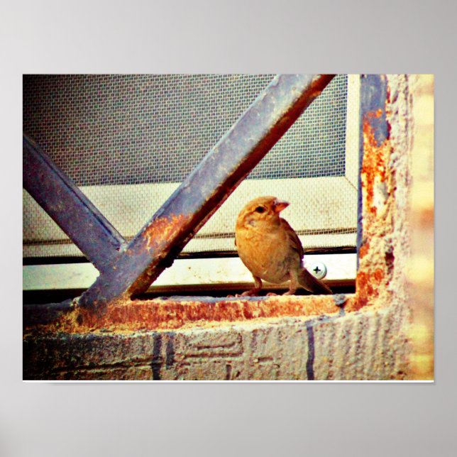 Póster Cute Finch (Frente)