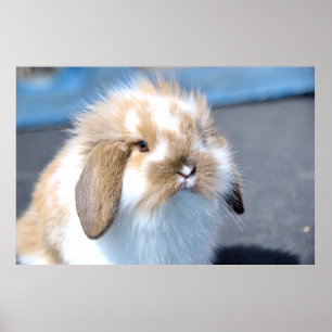 Póster Cute Flemish white and brown rabbit