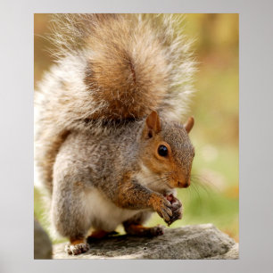 Póster Cute Fluffy Squirrel