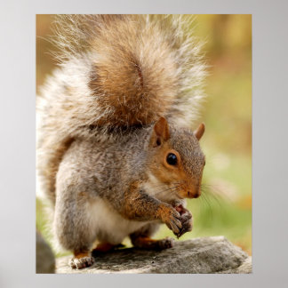 Póster Cute Fluffy Squirrel