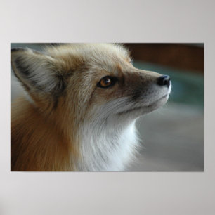Póster Cute Fox Face