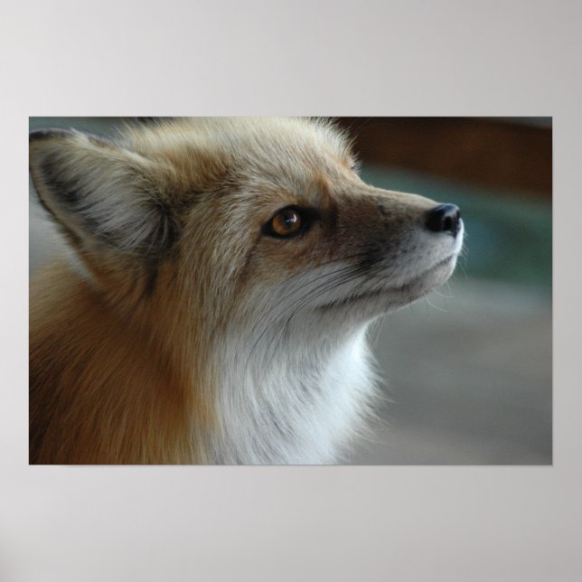 Póster Cute Fox Face (Frente)