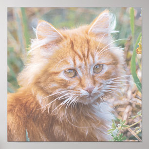 Póster Cute Funky Ginger Cat Kitten Pintura