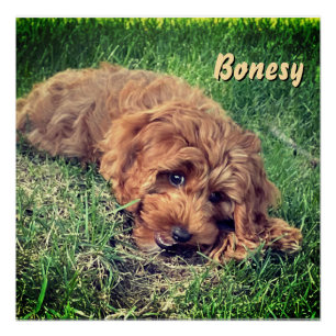 Póster Cute Golden Doodle