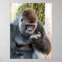 CUTE GORILLA