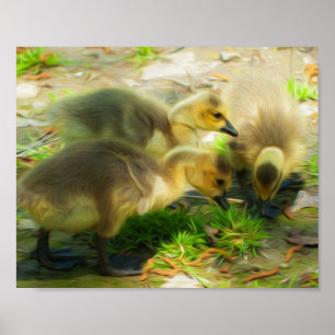 Póster Cute Gosling