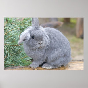 Póster Cute gray rabbit