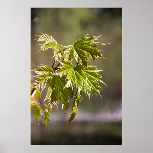 Póster Cute green maple branch with small leaves (Frente)