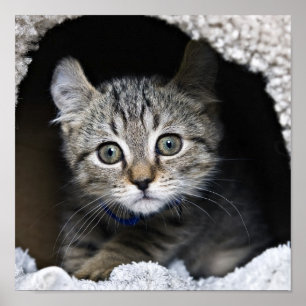 Póster Cute Highland Lynx Kitten