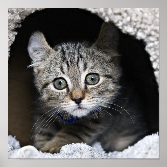 Póster Cute Highland Lynx Kitten (Frente)