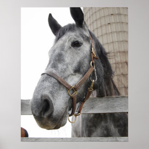 Póster Cute Horse Close