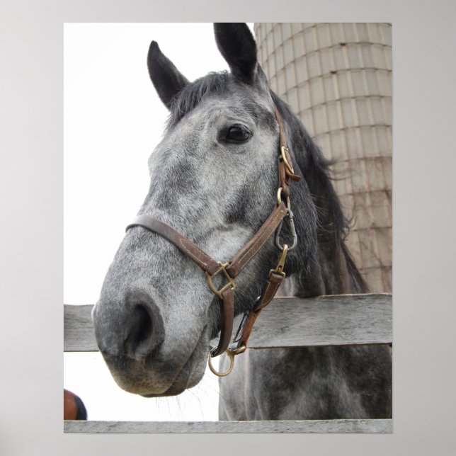 Póster Cute Horse Close (Frente)