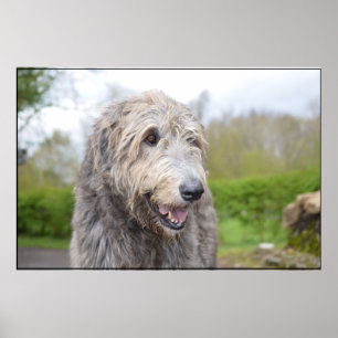 Póster Cute Irish Wolfhound