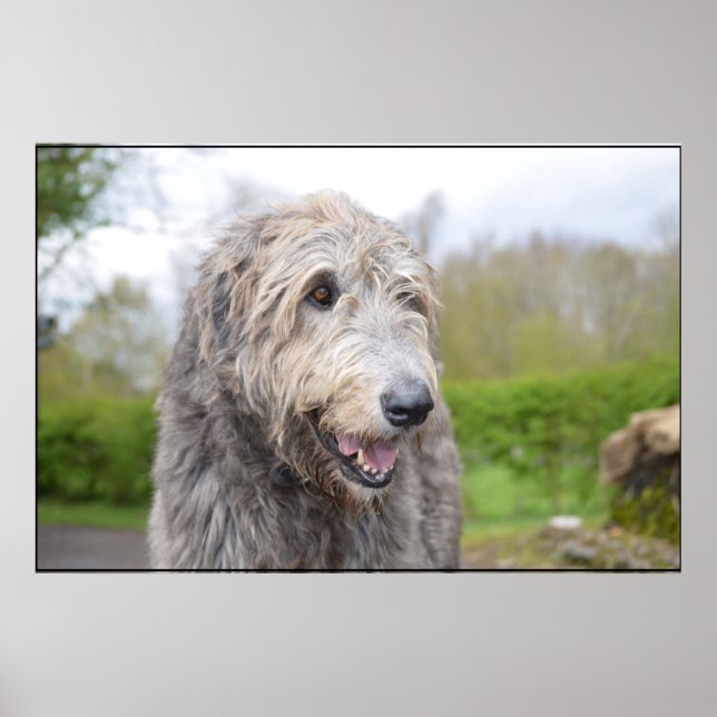 Póster Cute Irish Wolfhound (Frente)