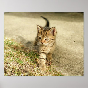 Póster Cute kitten, little cat photo
