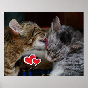 Póster Cute kittens