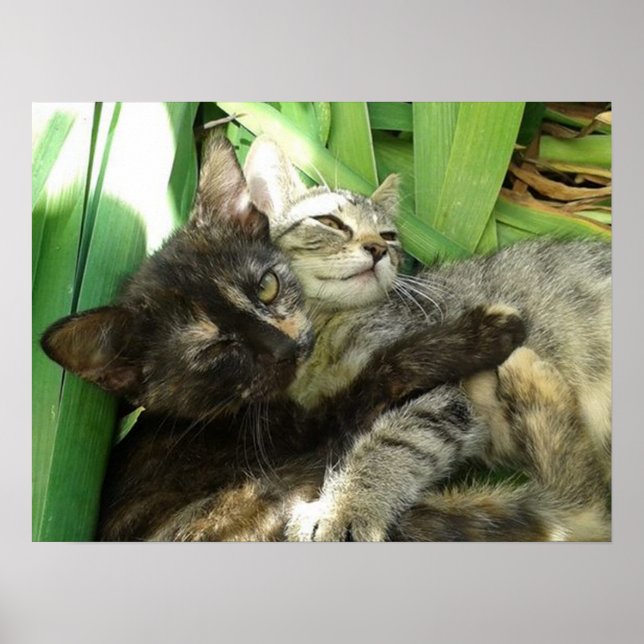 Póster Cute kittens cuddling (Frente)