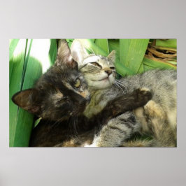 Póster Cute kittens cuddling