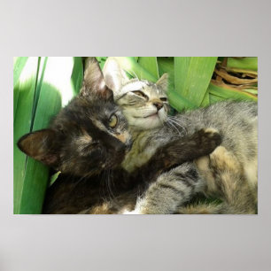 Póster Cute kittens cuddling