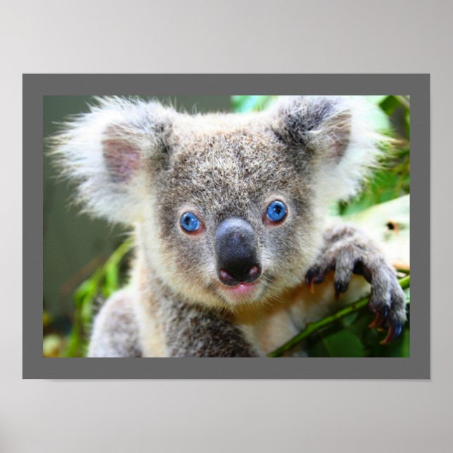 Póster Cute Koala Bear (Frente)