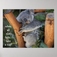 Cute Koala Bear, cuando todo lo demás falla, toma 
