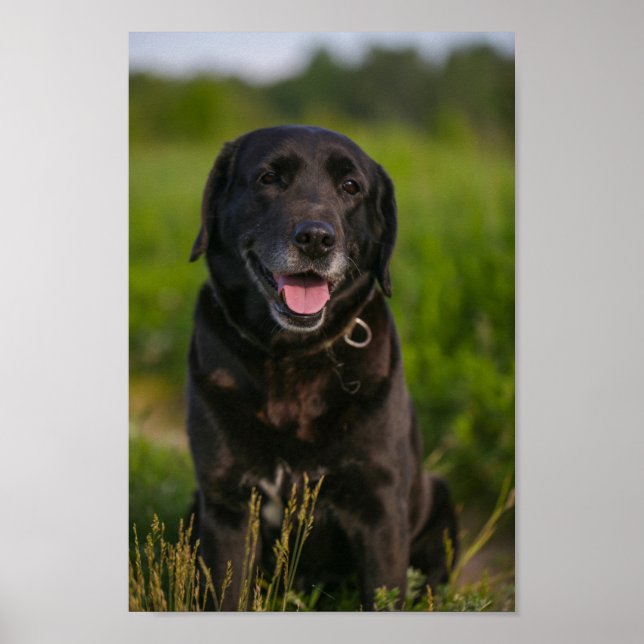 Póster Cute Labrador Mascota de Cachorros de Perro Negro (Frente)