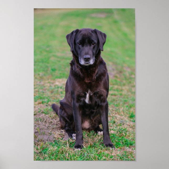 Póster Cute Labrador Mascota de Cachorros de Perro Negro (Frente)
