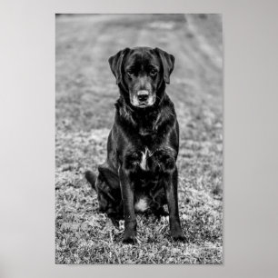 Póster Cute Labrador Mascota de Cachorros de Perro Negro