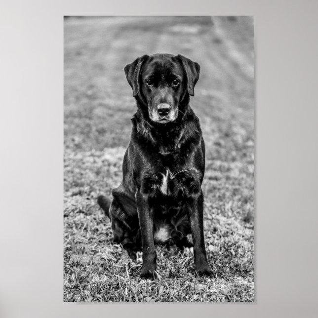 Póster Cute Labrador Mascota de Cachorros de Perro Negro (Frente)