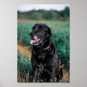 Póster Cute Labrador Poster Mascota porcino negro