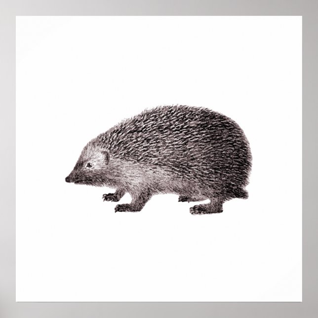 Póster Cute Little Hedgehog (Frente)