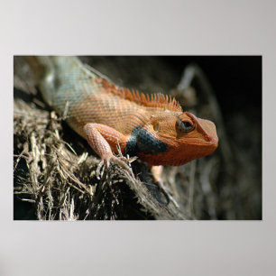 Póster Cute Lizard