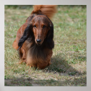 Póster Cute Long Haired Daschund