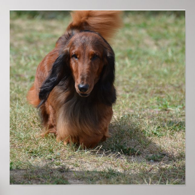 Póster Cute Long Haired Daschund (Frente)