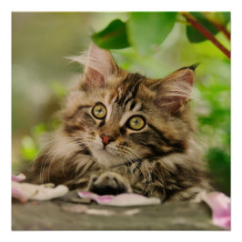 Póster Cute Maine Coon kitten